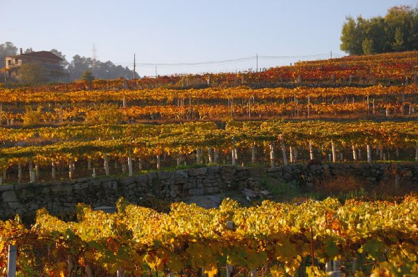 #VeremaVLC_2014_Ribeiros_do_Avia_